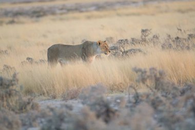 beautiful wildlife in the etosha