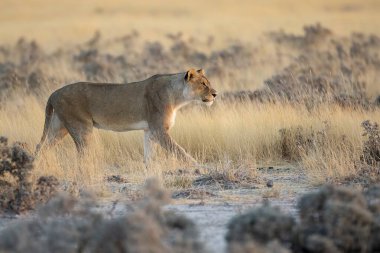 a beautiful shot of a white female lion walking in the dry desert