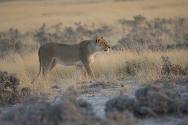 beautiful wild lion in the etosha national park in namibia