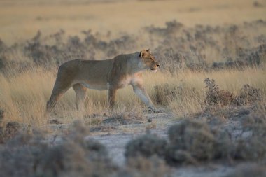 Çöldeki güzel aslan