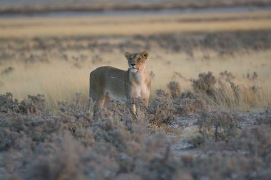 Çöldeki genç bir aslanın güzel bir fotoğrafı.