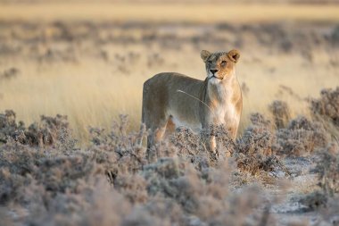 Çöldeki dişi bir aslanın güzel bir fotoğrafı.