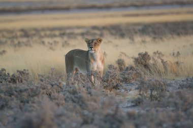 Vahşi doğada güzel bir aslan