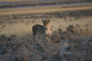 Dişi dişi vahşi aslan bozkırda