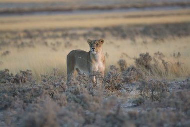 Çöldeki güzel aslan