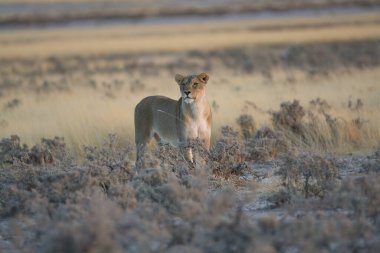 Vahşi doğada güzel bir geyik