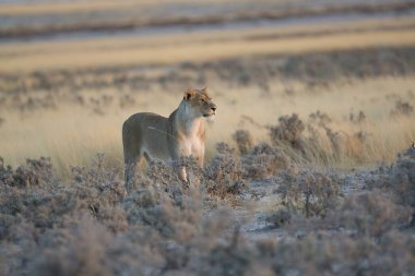 Etoşa Ulusal Parkı 'nda dişi bir aslan.