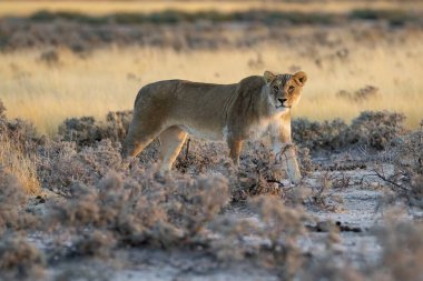 a beautiful shot of a lion in the grass under the sunlight