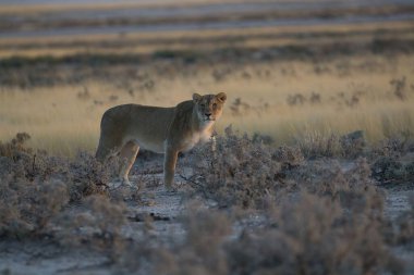 a beautiful shot of a young lion walking in the grass