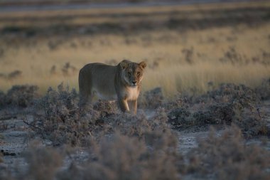 lion walking in dry grass in the kruger national park in south africa