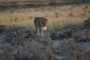 # Güzel aslan bozkırda #