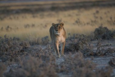 beautiful female lion in the etosha national park in namibia