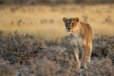 Kenya savanındaki aslan