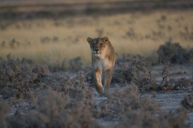 beautiful wildlife places in etosha