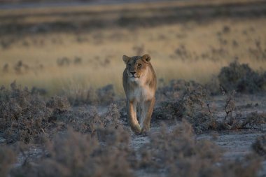 a beautiful shot of an african lion standing under the tree in the desert