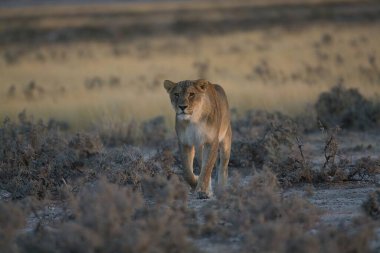 beautiful lion in the wild of savannah