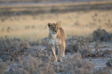 # Güzel bir aslan bozkırda #