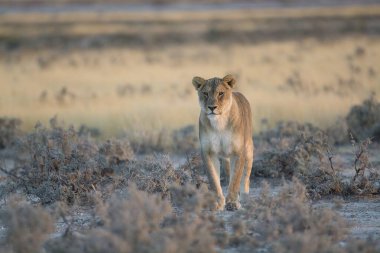 Savanadaki dişi aslan.