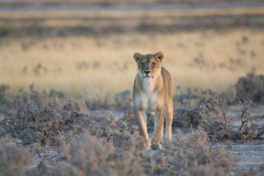female lion in the grass in the savannah