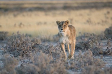 lion walking on a dry grass in a dry grass in namibia
