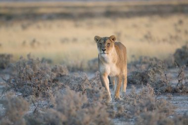 Otların arasında yürüyüş aslan