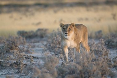 a female lion standing in grass