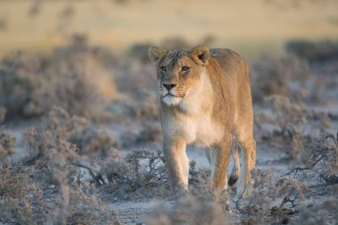 Çölde vahşi beyaz bir aslan