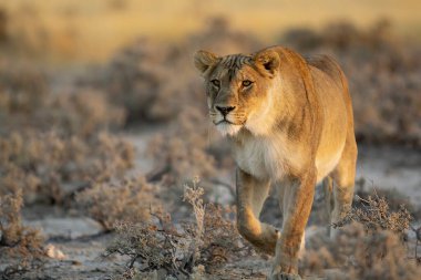 lion walking in the sand in the savannah