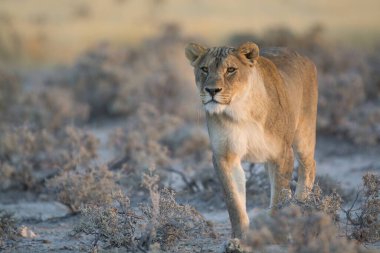 Kenya savanındaki aslan