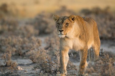 lion in the desert of africa, the animal of nature