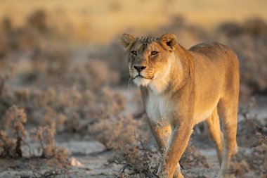 Etoşa Milli Parkı, Namibya 'da güzel bir aslan..