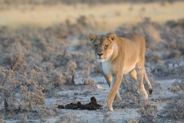 Etoşa içinde yürüyen beyaz aslan, namibya