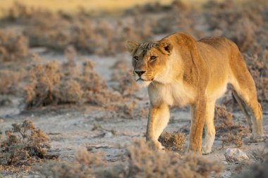 Afrika 'da Namibya aslanı