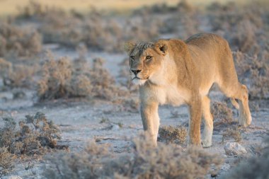 a beautiful shot of a lion in the etosha national park in the namibia
