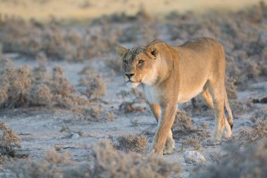 Vahşi Afrika aslanı (dişi aslan) savanda, namibya, Afrika 'da yürüyor.