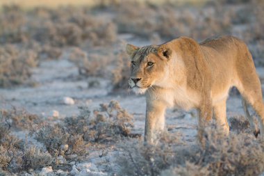 Afrika 'nın vahşi aslanı Kenya' da