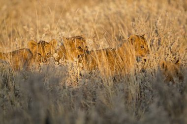 Ağzı açık bir aslan yavrusu.