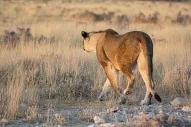 Dişi aslan gündüz kuru çimenlerde yürüyor, namibya