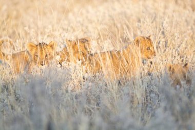 Vahşi kızıl tilki yavrusu güneşli bir günde çimlerin üzerinde