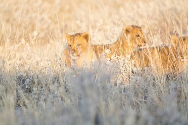 Güney Afrika savanındaki aslanlar