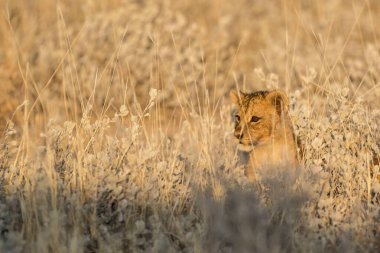 Kalahari çölünde çimlerde bir dişi aslan (panthera leo)