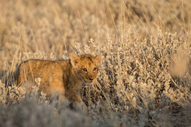 Çimlerde vahşi bir aslan