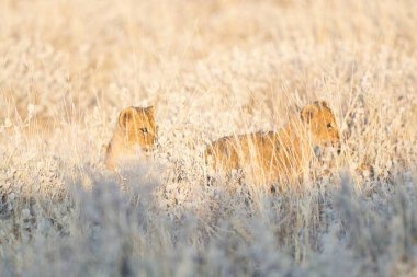 Aslan yavrusu çimlere bakıyor.