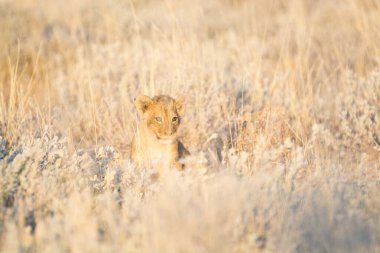 Kenya savanındaki aslan