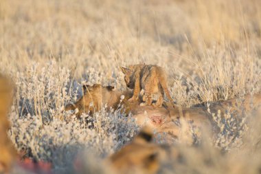 Gündüz vakti tarlada güzel bir vahşi aslan görüntüsü.