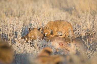 Ormandaki vahşi hayvanlar