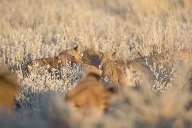 Aslan vahşi doğada avlanıyor
