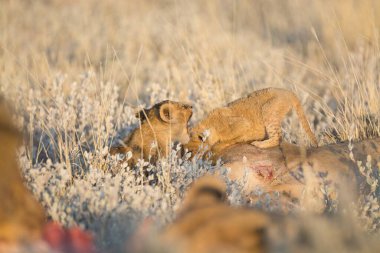 Çöldeki bir aslanın yakın çekimi.