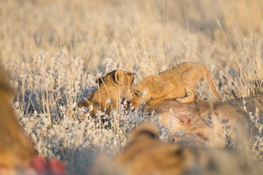 lion cub playing with mother in the nature.