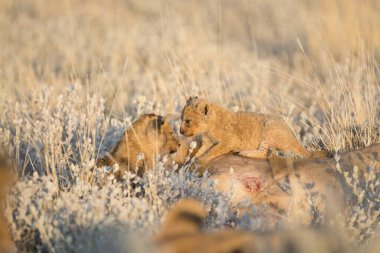 Aslanlar içinde etkin ulusal Park'ta Namibya